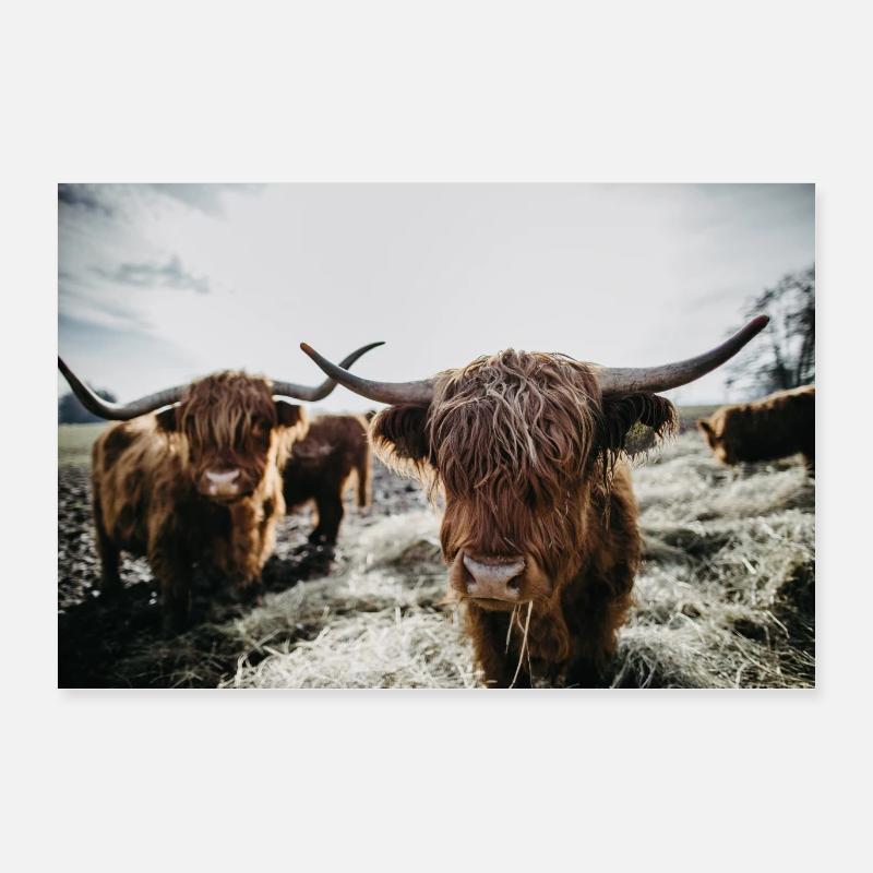 Schottisches Hochlandrind Poster 60x40 cm