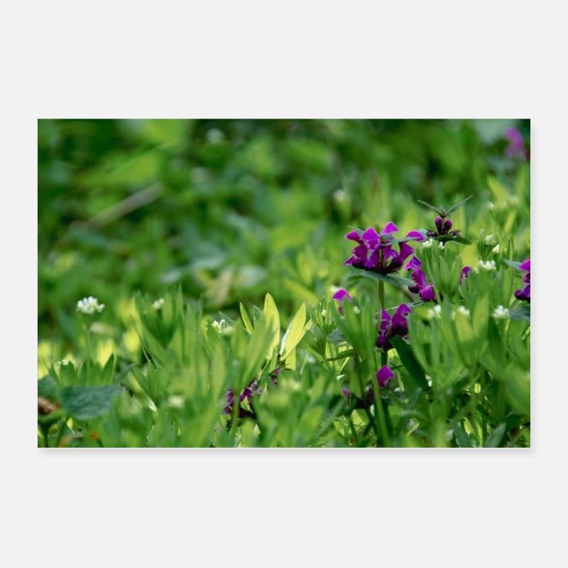 Wildblume Poster 60x40 cm