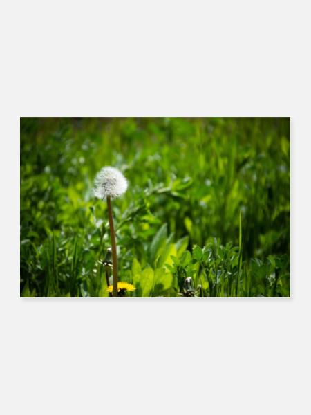 Pusteblume - Poster 60x40 cm - Weiß