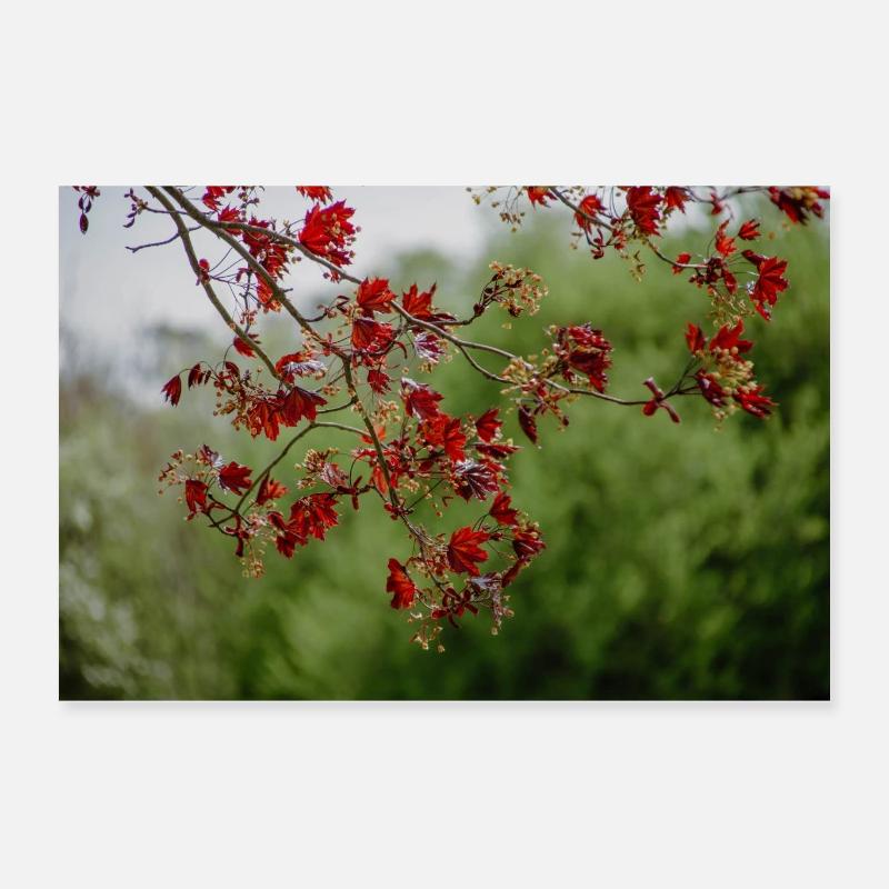 rote Herbstblätter - Poster 60x40 cm - Weiß
