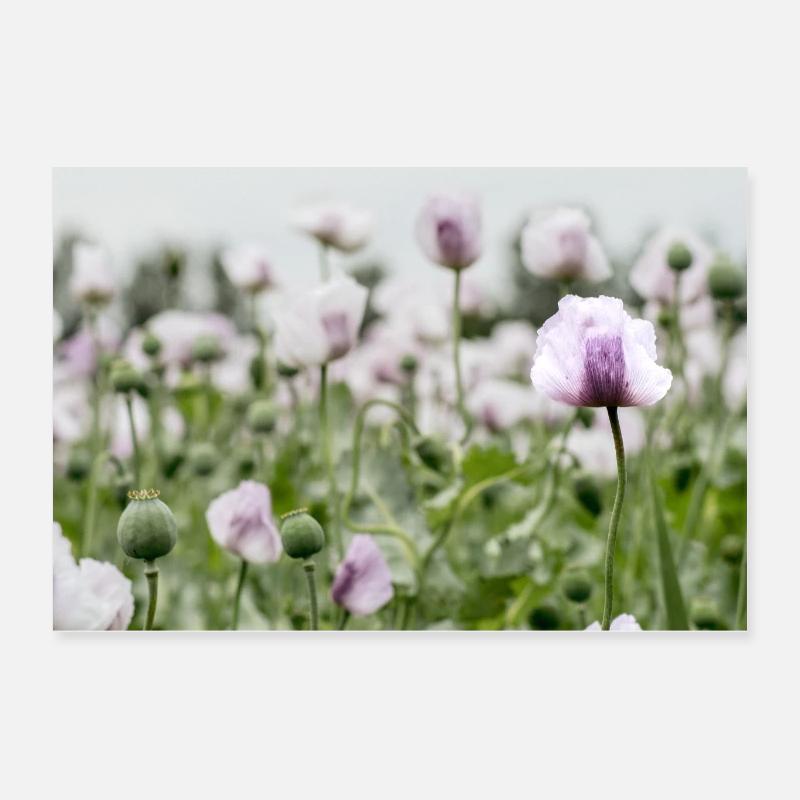 Champ de pavot Poster 60 x 40 cm