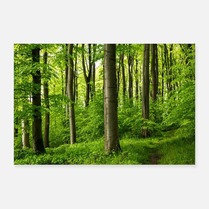 Beautiful springtime beech forest Poster 24" x 16" (60x40 cm)