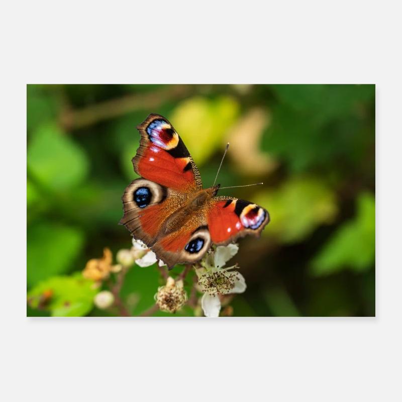 Farfalla colorata (occhio di pavone) - Poster 60x40 cm - bianco