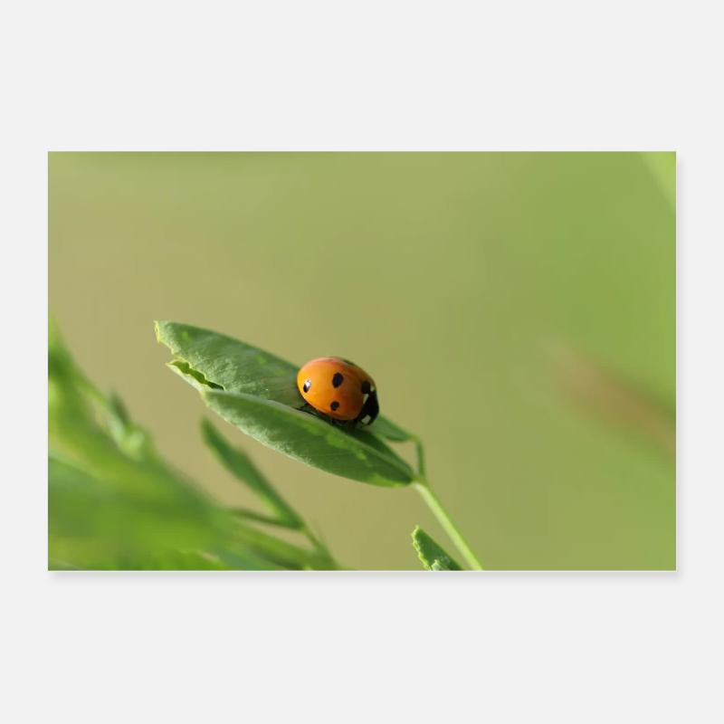 Marienkäfer Käferchen Maikäfer Poster 60x40 cm