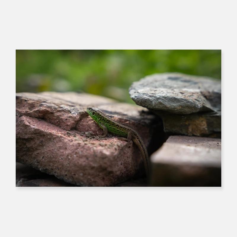 The fence lizard Poster 24" x 16" (60x40 cm)