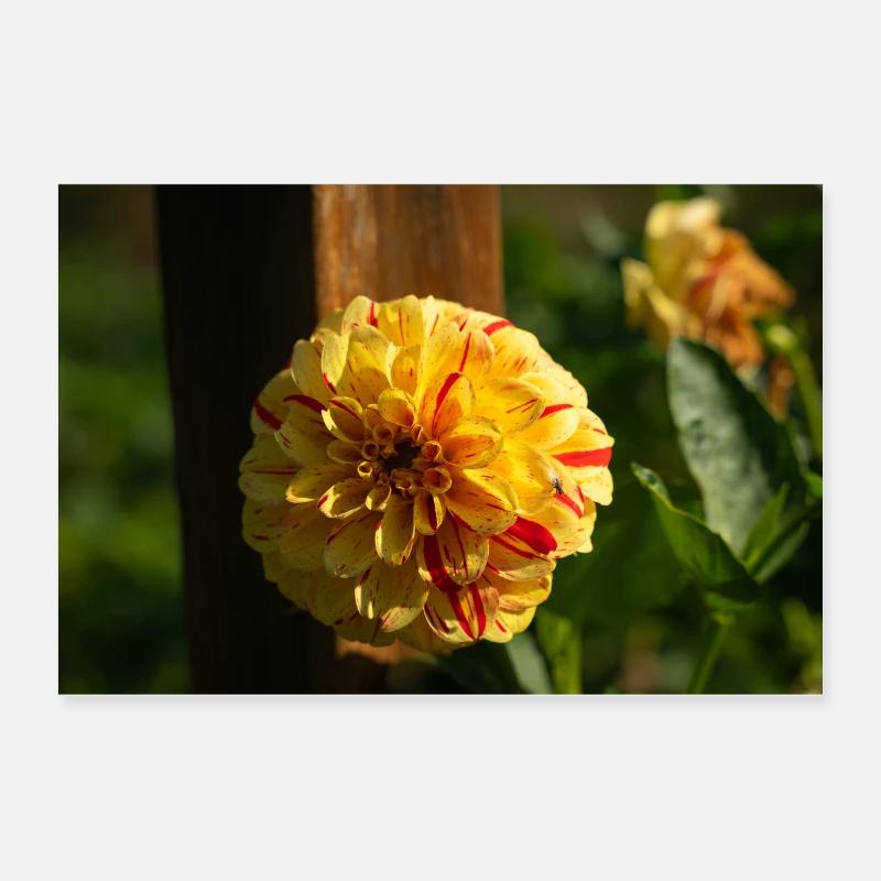 Dahlia Poster 24" x 16" (60x40 cm)