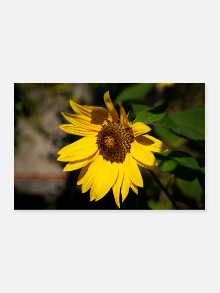 Sonnenblume - Poster 60x40 cm - Weiß