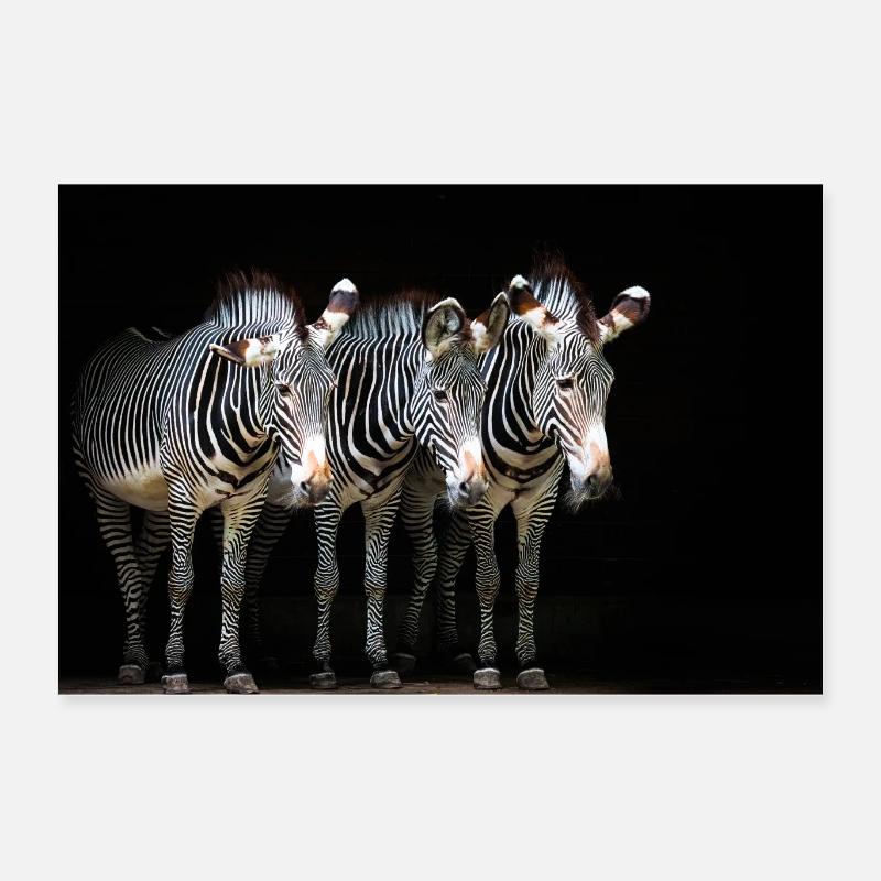 drei Zebras Poster 60x40 cm