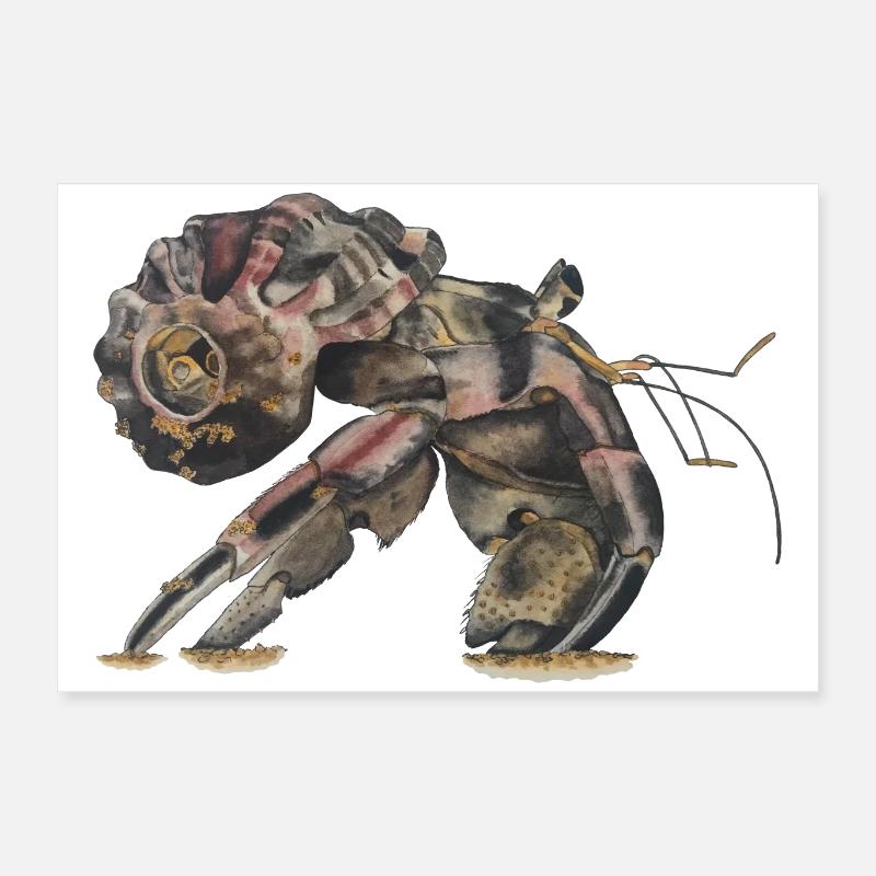 Hermit crabs Sp Poster 24" x 16" (60x40 cm)