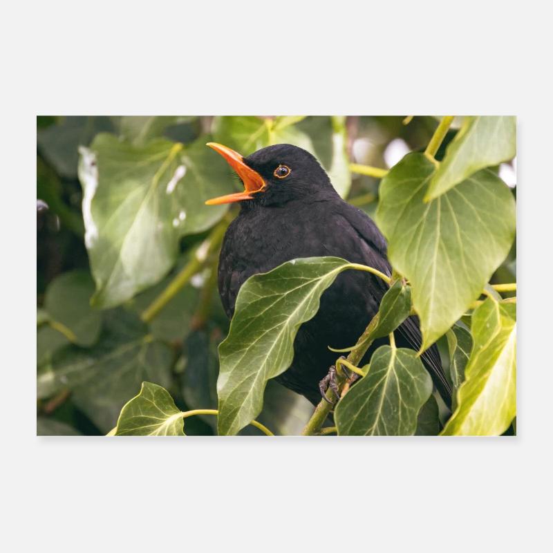 Blackbird Poster 24" x 16" (60x40 cm)