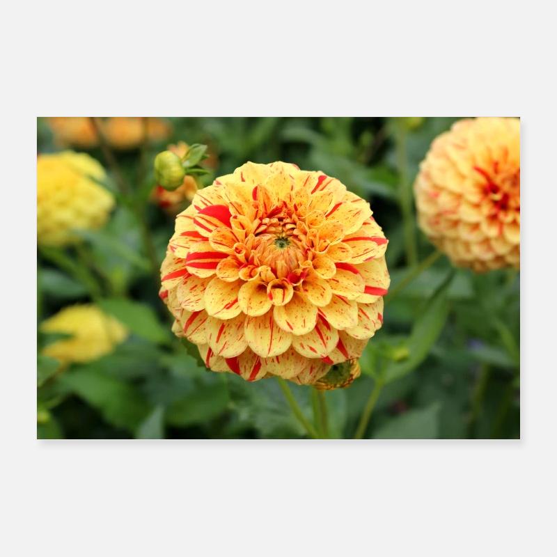 Affiche fleur de fleur de dahlia jaune Poster 60 x 40 cm