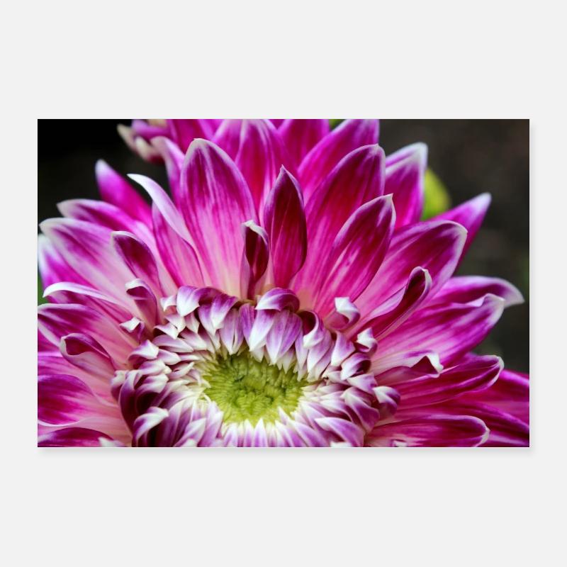fleur de dahlia rose fleur rose affiche Poster 60 x 40 cm