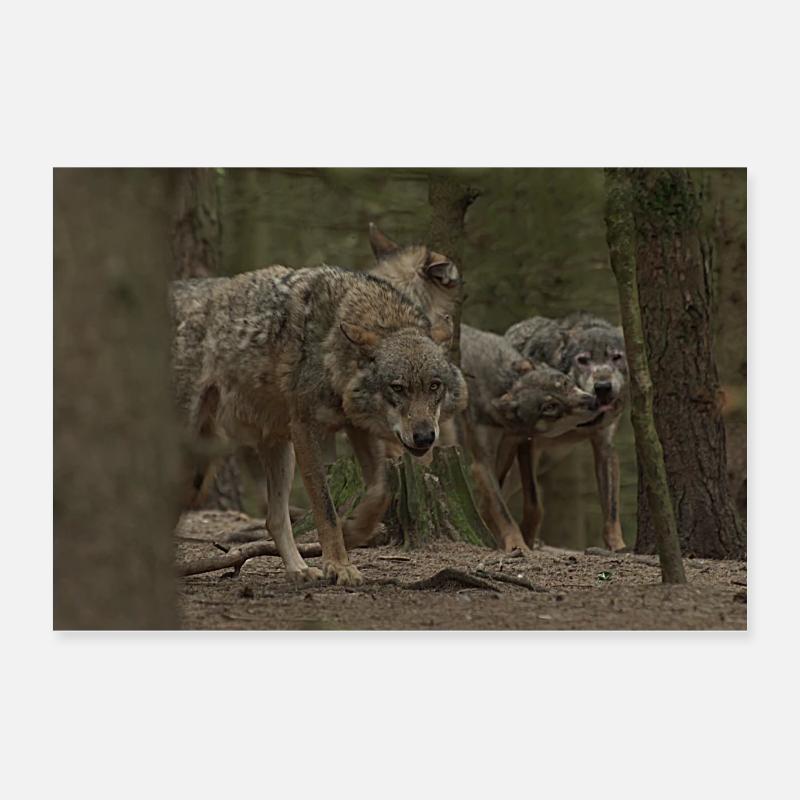 Wölfe. - Poster 60x40 cm - Weiß