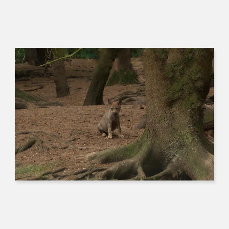 Wolf. - Poster 60x40 cm - Weiß