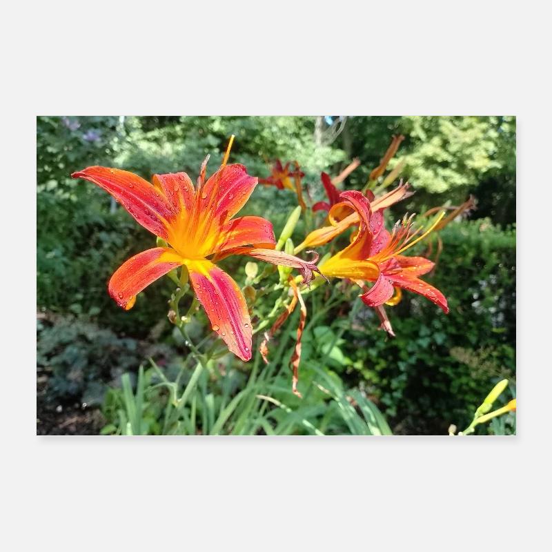 LYS ROUGE AVEC ROSÉE DU MATIN Poster 60 x 40 cm