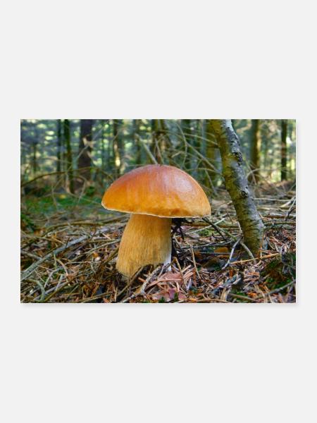 Steinpilz. - Poster 60x40 cm - Weiß