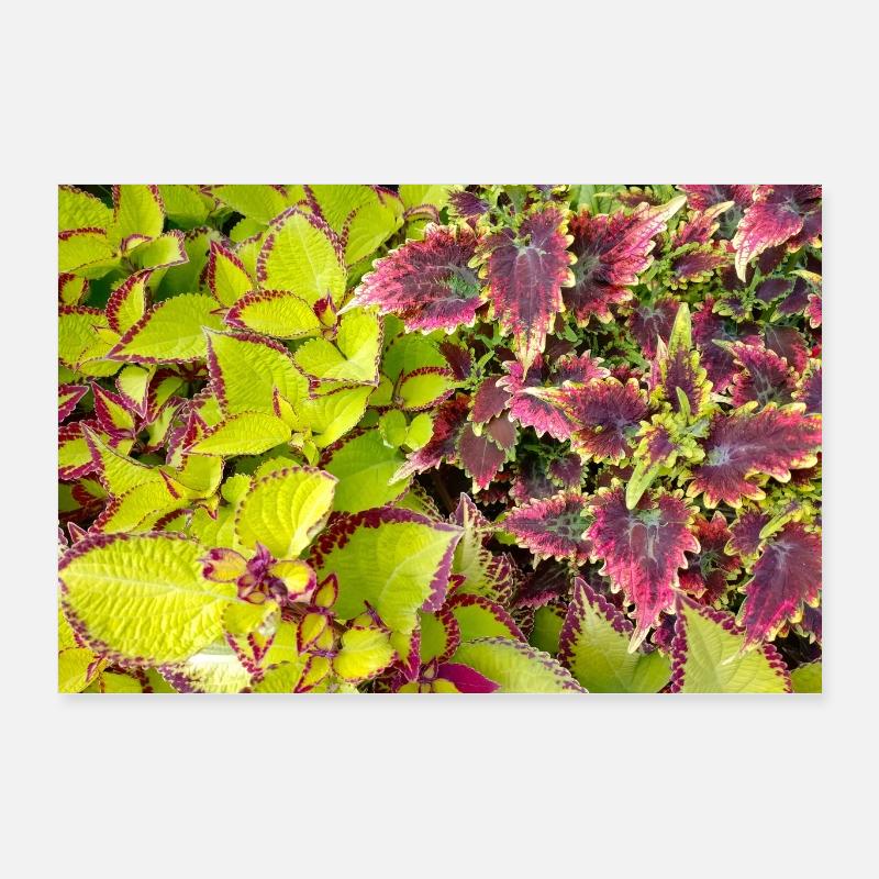 Feuilles de jeu couleur Coleus / Ortie Poster 60 x 40 cm