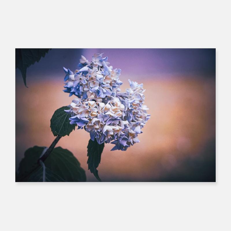Hydrangea Summer Purple - Poster 24" x 16" (60x40 cm) - white