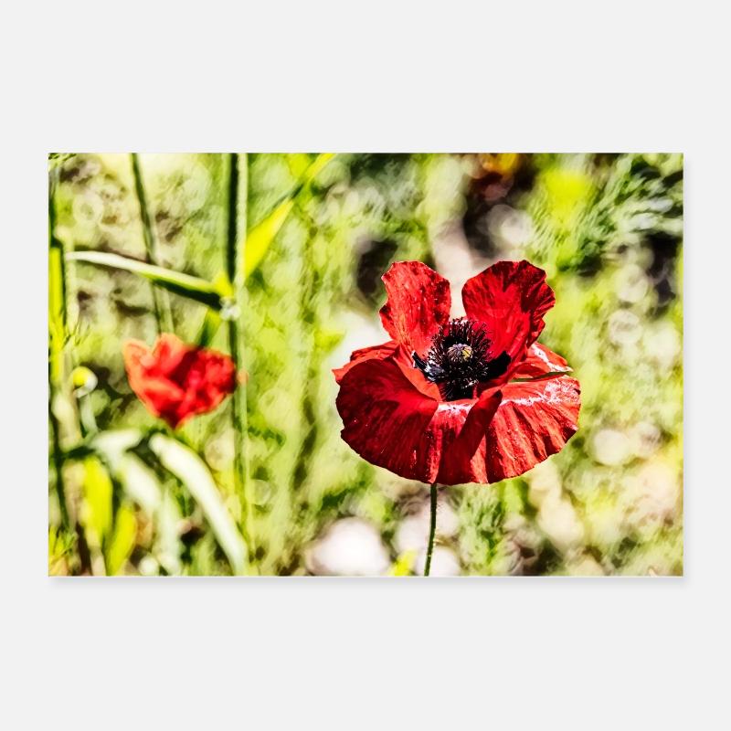 Coquelicots Poster 60 x 40 cm