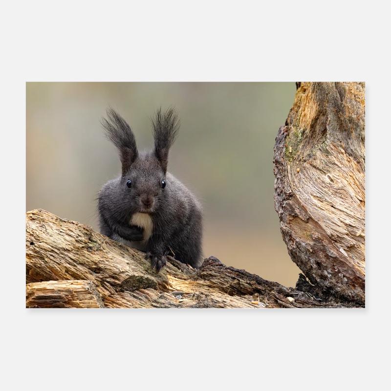 Oachkatzl / Eichhörnchen Poster 60x40 cm