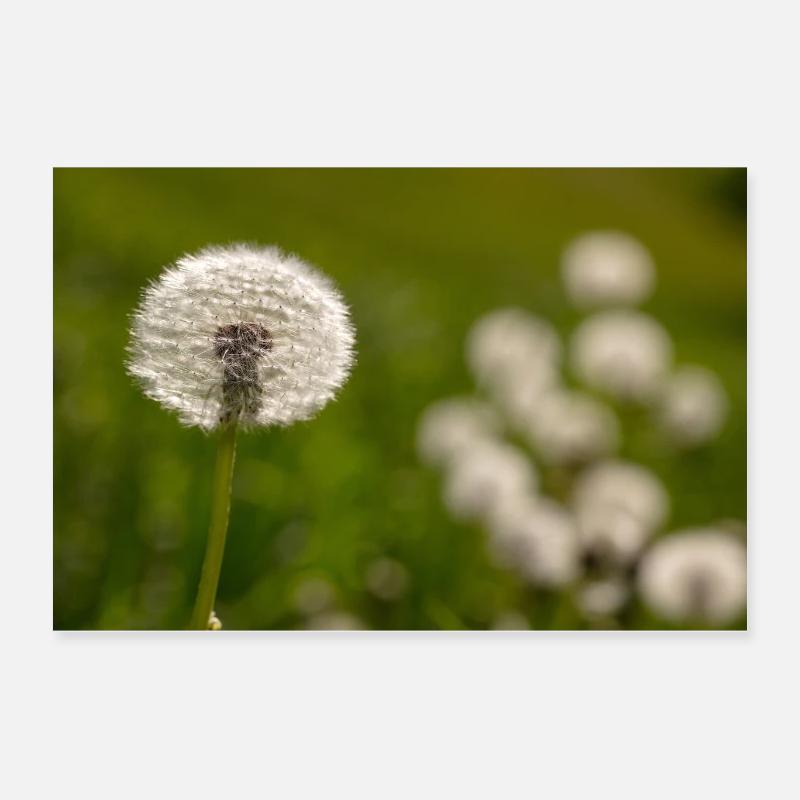 Dandelion Poster 24" x 16" (60x40 cm)