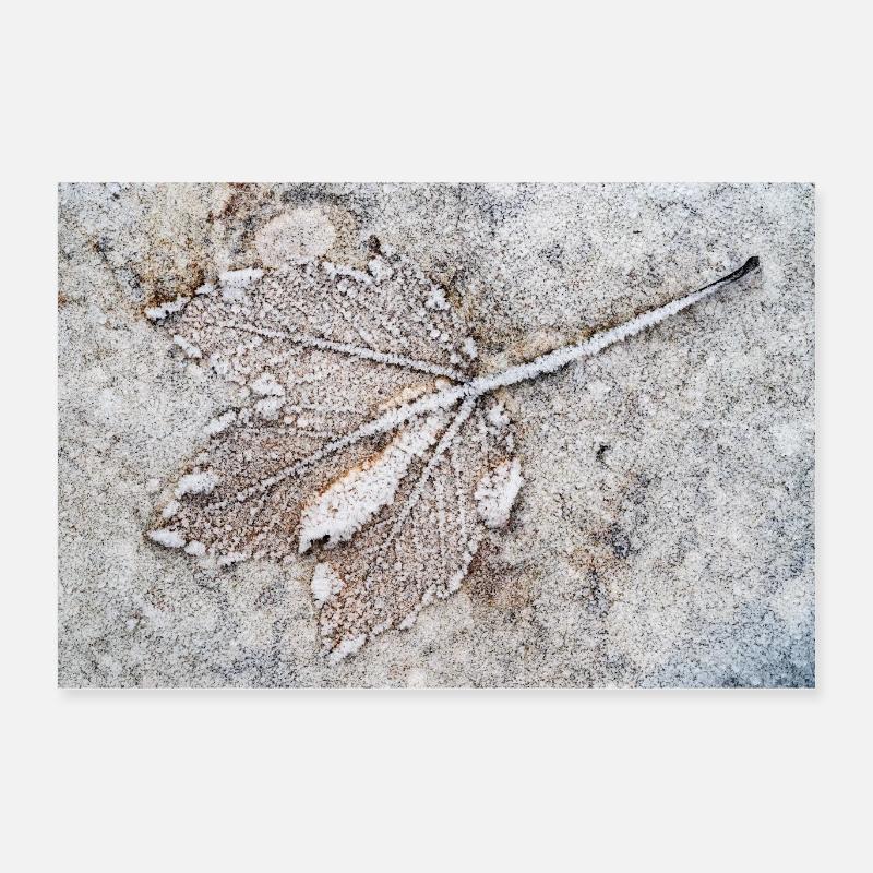 Deciduous leaf with hoarfrost Poster 24" x 16" (60x40 cm)