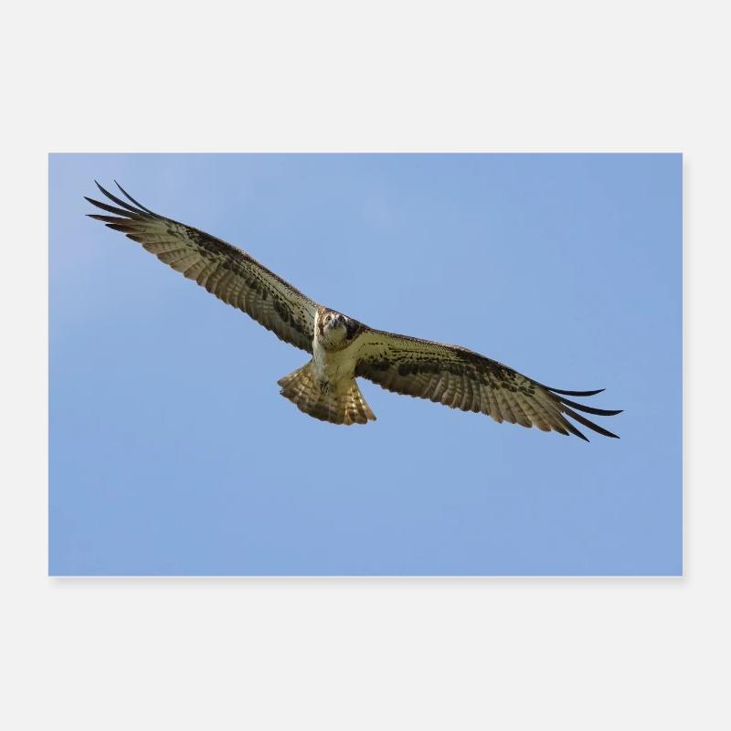 Balbuzard pêcheur Poster 60 x 40 cm