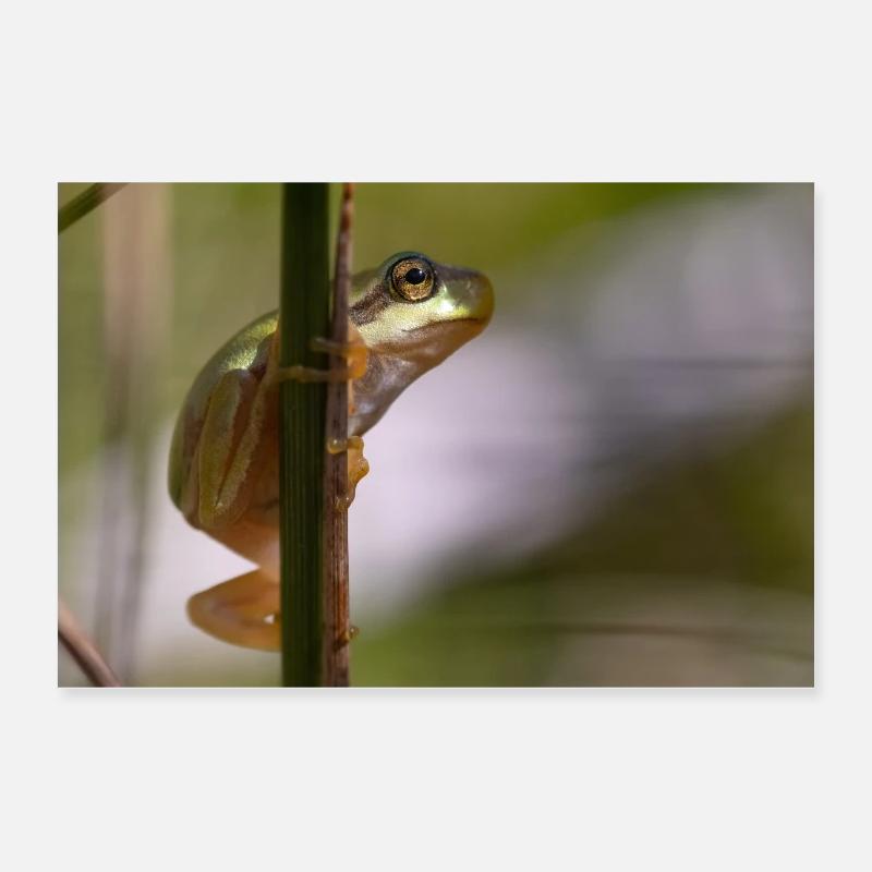Tree frog Poster 24" x 16" (60x40 cm)