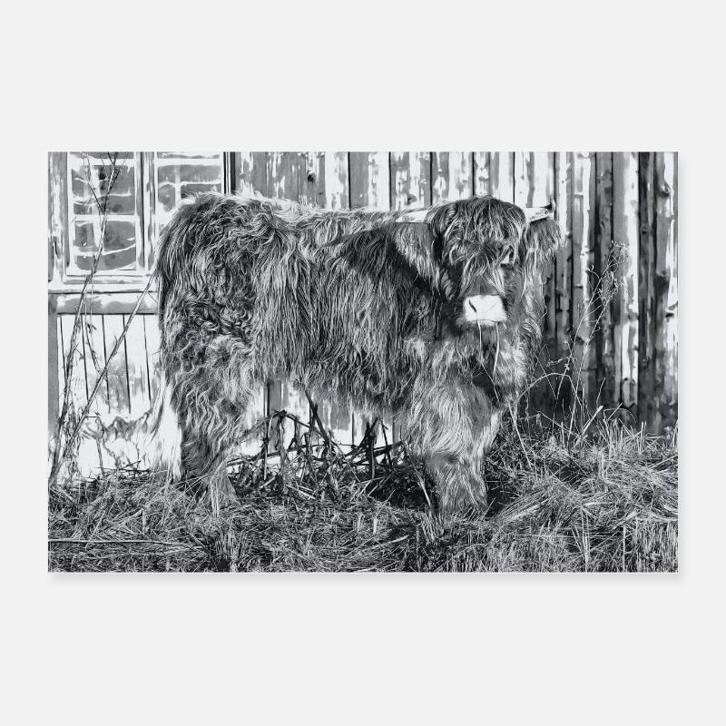 Highland cattle Poster 24" x 16" (60x40 cm)