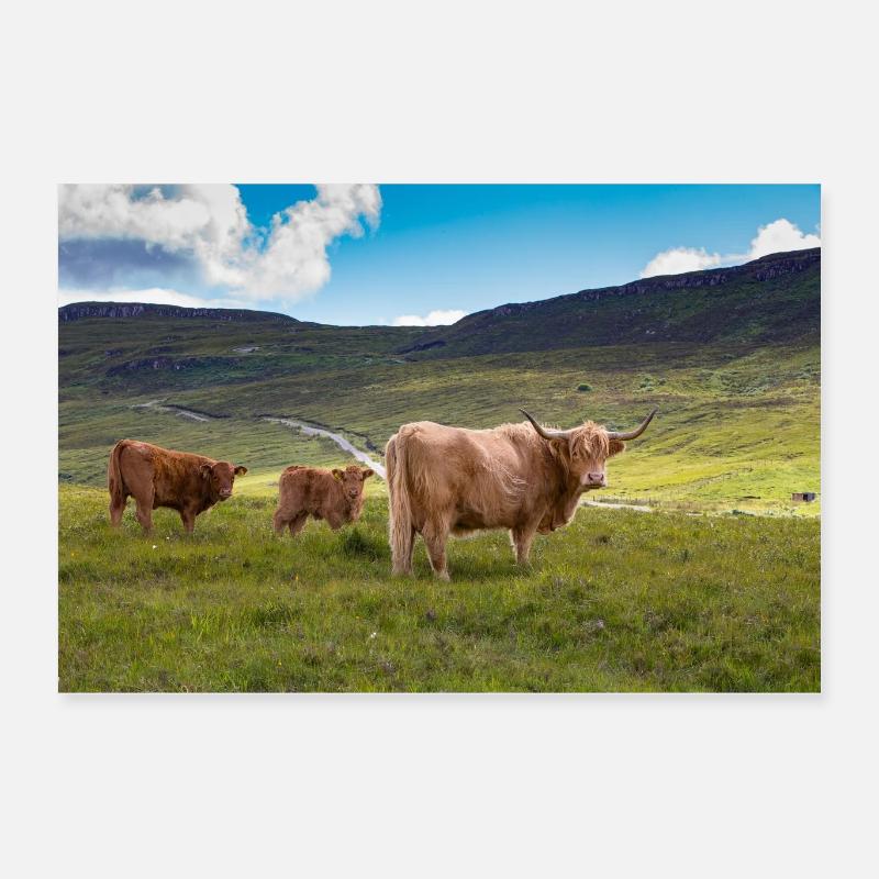 Scottish Highland cattle Poster 24" x 16" (60x40 cm)