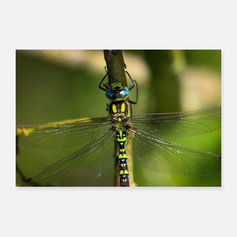 Hawker libellule gros plan - photographie vibrante Poster 60 x 40 cm