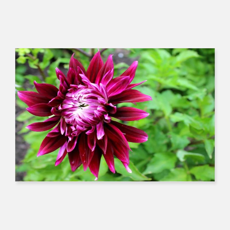 Dahlie, Blume, Blüte rot Poster 60x40 cm