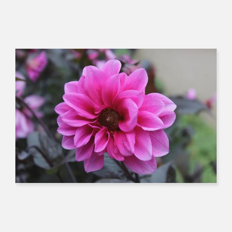 Dahlia rose rose fleur, fleur Poster 60 x 40 cm