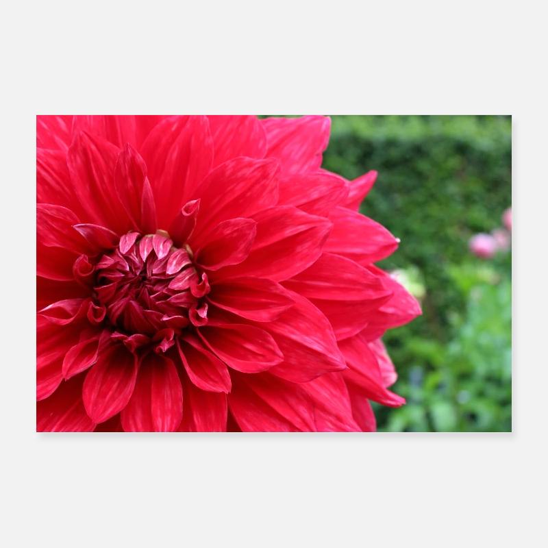 Dahlia Fleur Rouge, Fleur Poster 60 x 40 cm