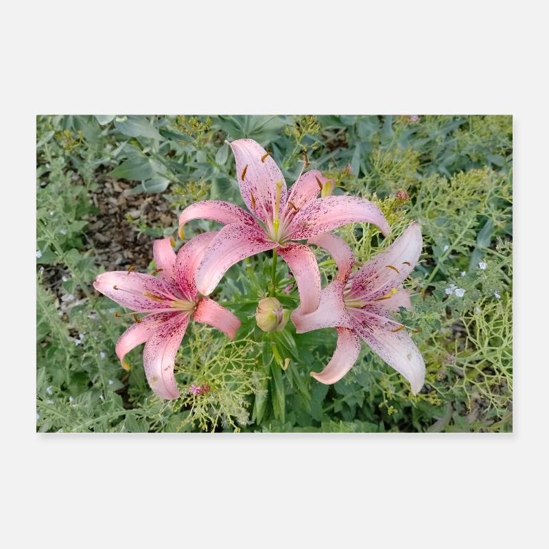 LIGHT ROSE LILIES Poster 24" x 16" (60x40 cm)