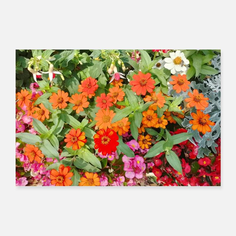 Blühender Garten – Farbenfrohe Stimmung Poster 60x40 cm