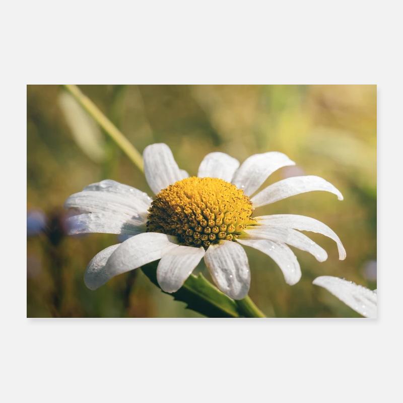 Fleur délicate dans la rosée du matin Poster 60 x 40 cm