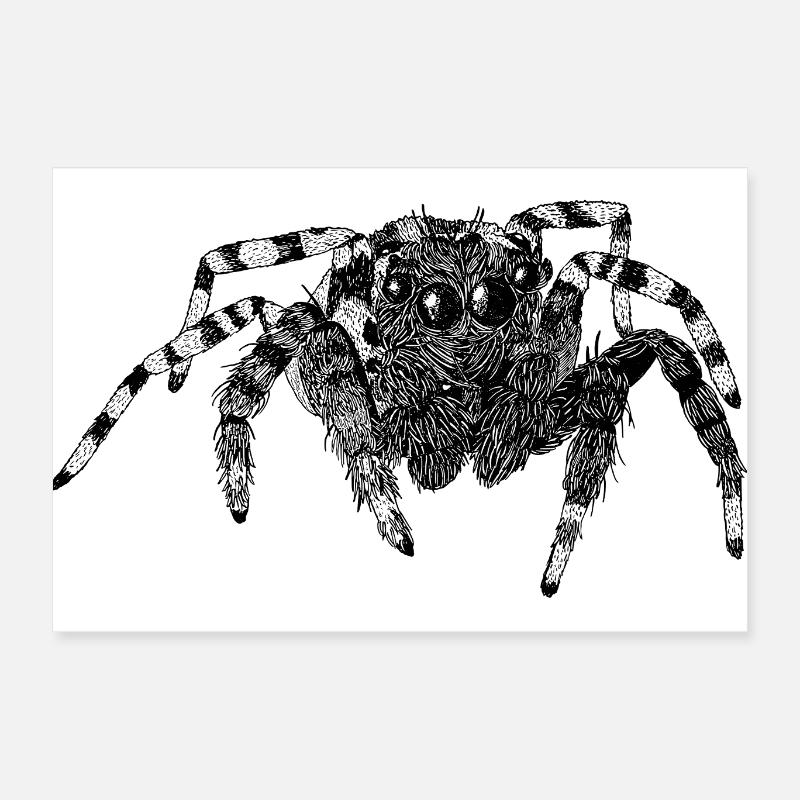 Araignée sauteuse Araignée mignonne Phidippus Arachnide Poster 60 x 40 cm