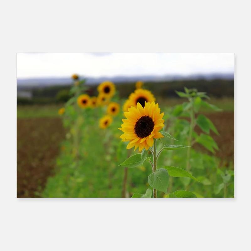 Sonnenblume Poster 60x40 cm