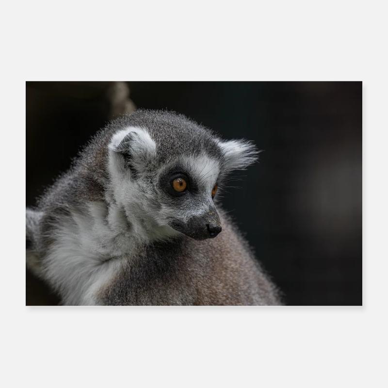 Lémurien à queue annelée Poster 60 x 40 cm