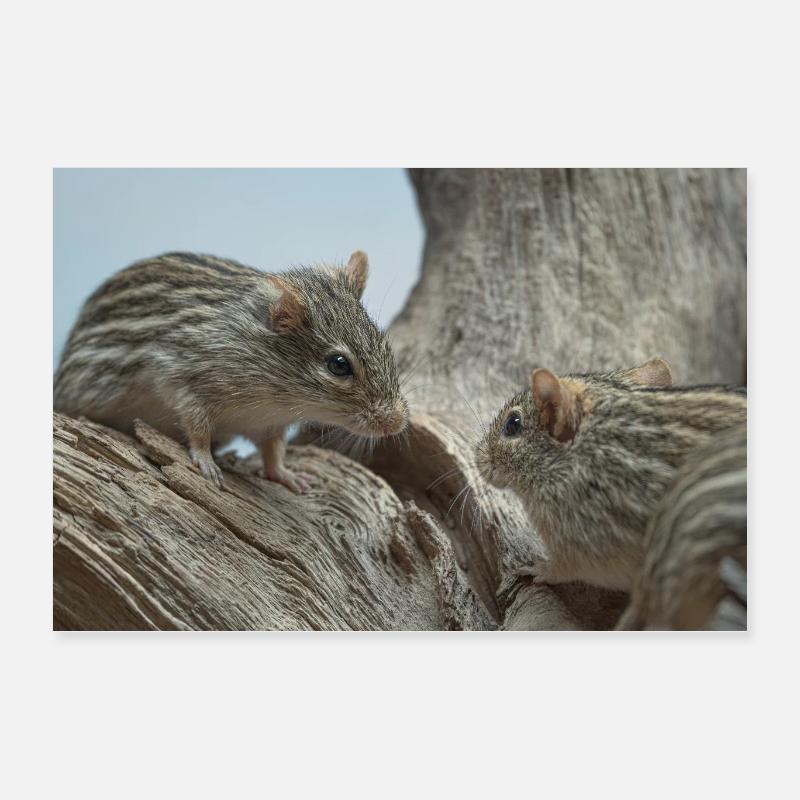 Deux petits rongeurs à la face en fourrure rayée Poster 60 x 40 cm