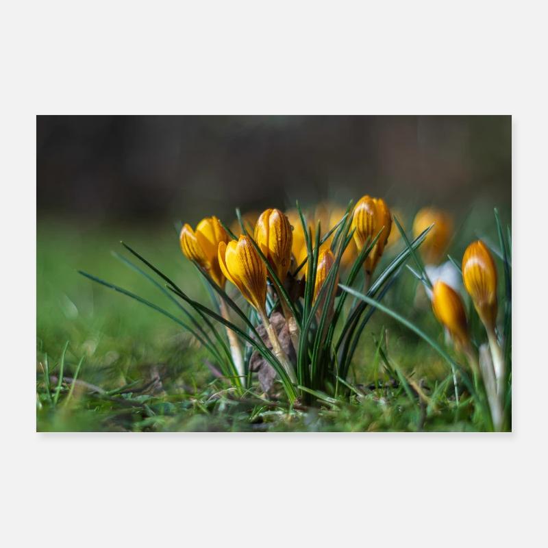 Gros plan de fleurs Poster 60 x 40 cm