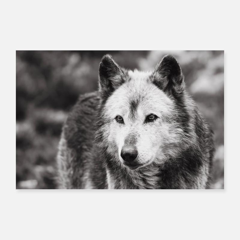 Lone Wolf Black and White Poster 24" x 16" (60x40 cm)