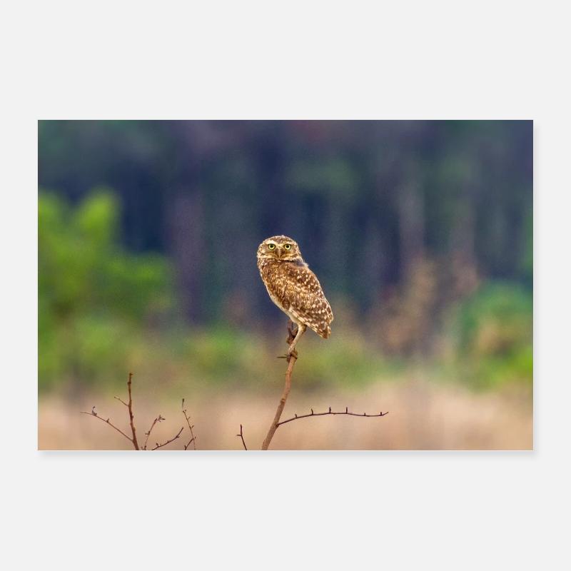 Eule die Eule Poster 60x40 cm