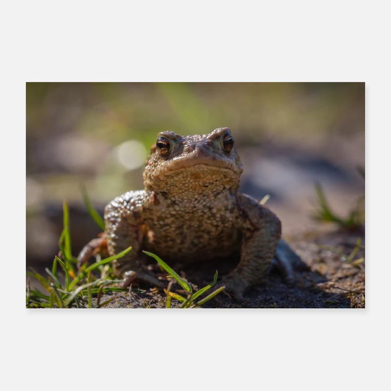 Gros plan d’un crapaud terrestre - Affiche Poster 60 x 40 cm