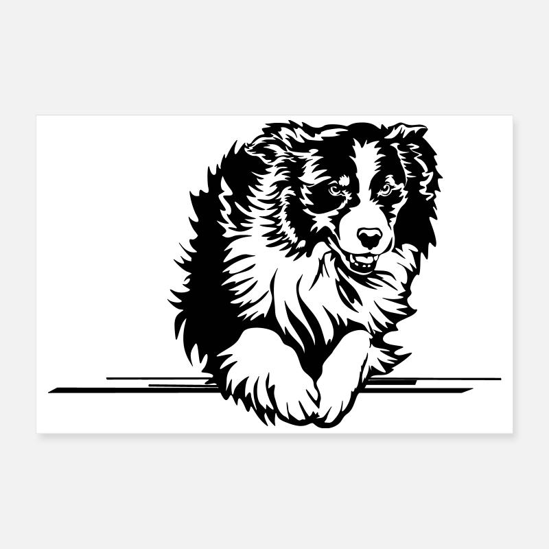 Australian Shepherd Poster 60x40 cm