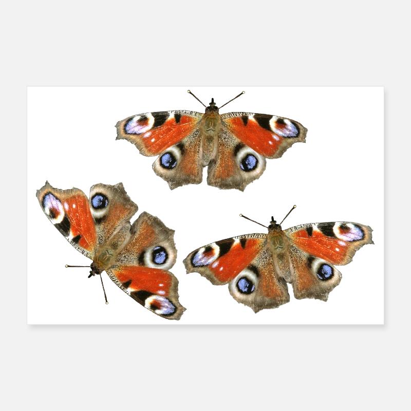 Papillons œil de paon en amour Œil de paon Poster 60 x 40 cm