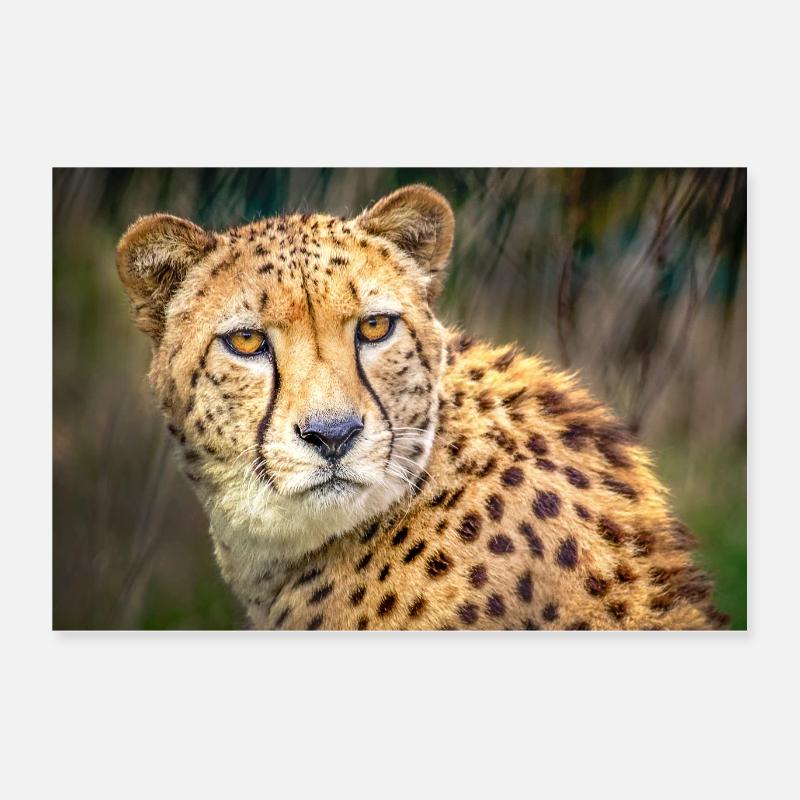 Portrait de guépard Poster 60 x 40 cm
