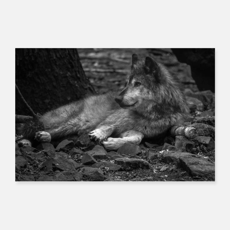 loup Poster 60 x 40 cm