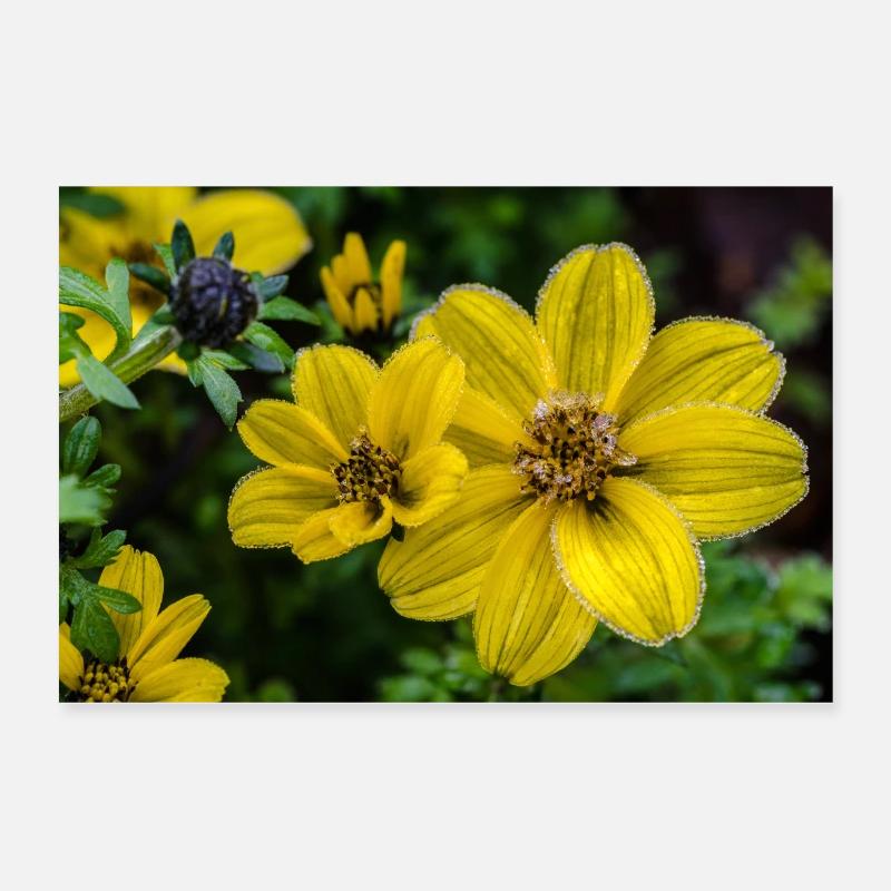 Jaune et glaçage Poster 60 x 40 cm